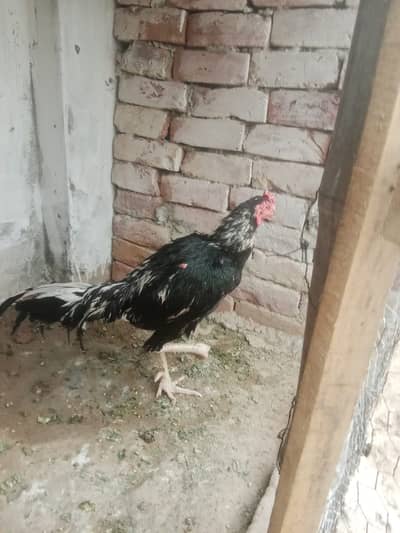 Adeel Heera for sale