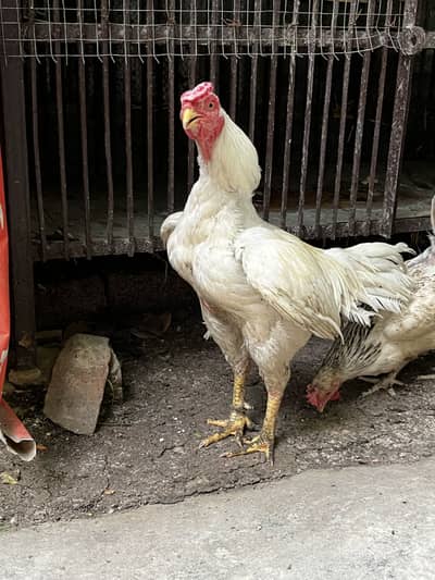 EXCHANGE POSSIBLE with parrots or birds. Healthy and Egg laying Aseel.