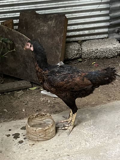 EXCHANGE POSSIBLE with parrots or birds. Healthy and Egg laying Aseel.