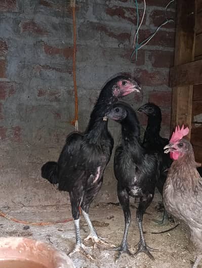 Dragon female hens