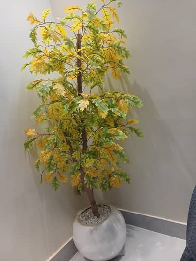 Big size tree cum plant