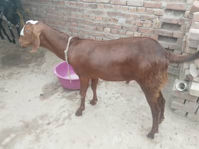 donde bakray location jhang sadar