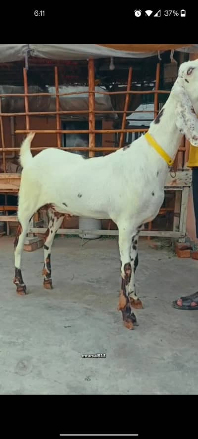 Bakra for sale