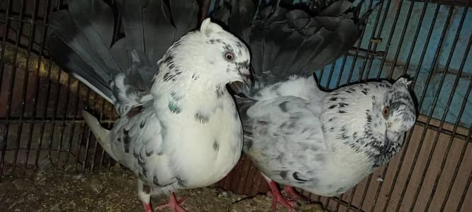 laky Pigeon