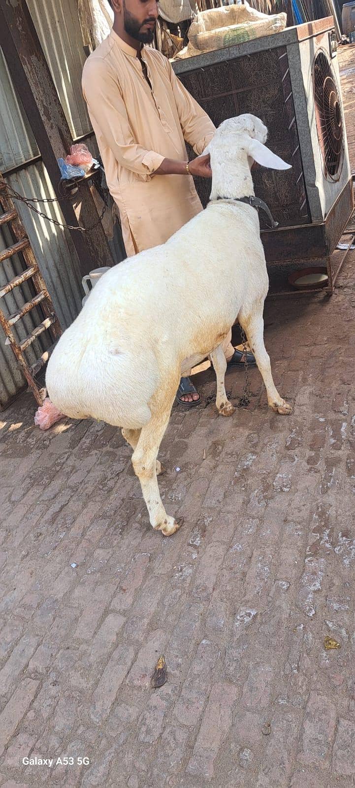 dumba 6