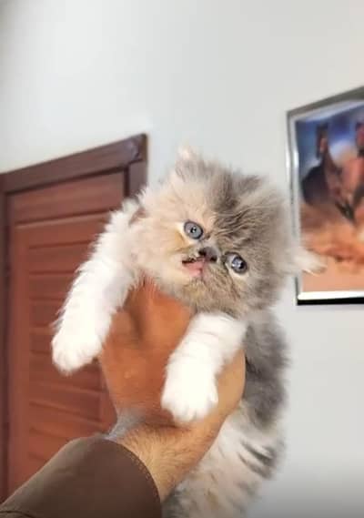 picky face kitten