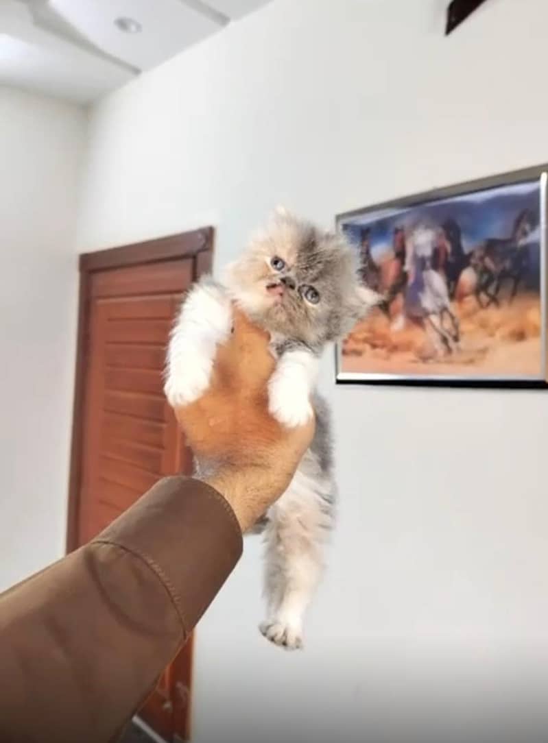 peke face kitten imported line 1