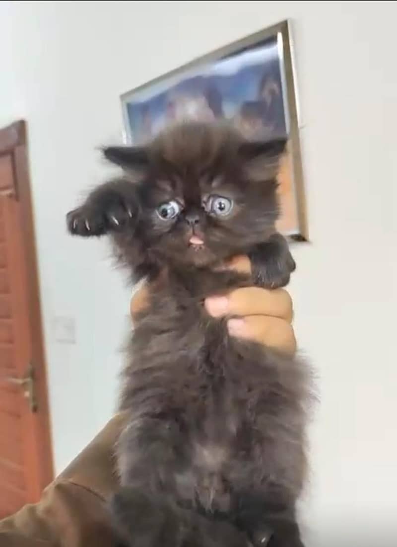 peke face kitten imported line 2
