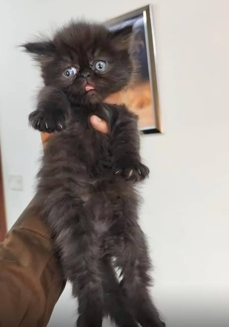 peke face kitten imported line 3