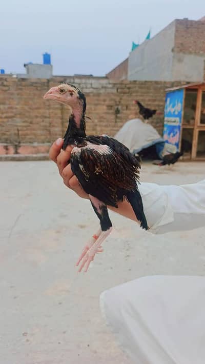 aseel chick available homebreed 03145489284 WhatsApp number