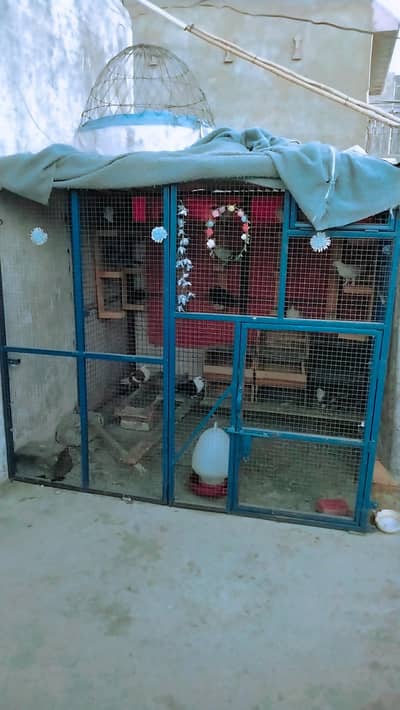 cage for sale folding 03212526619
