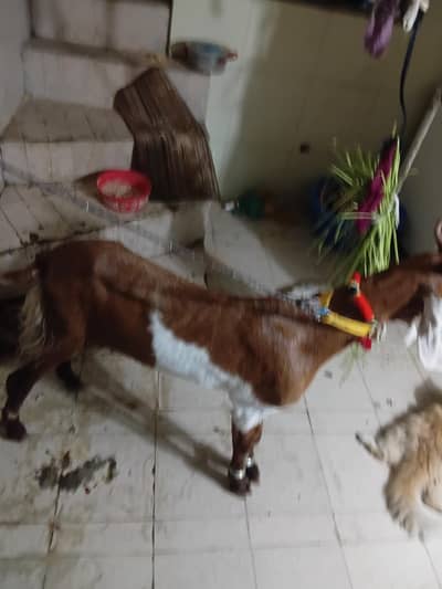 qurbani bakra do dant