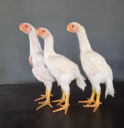 parrot beak kandhari urgent for sale jaldi sale krne ha