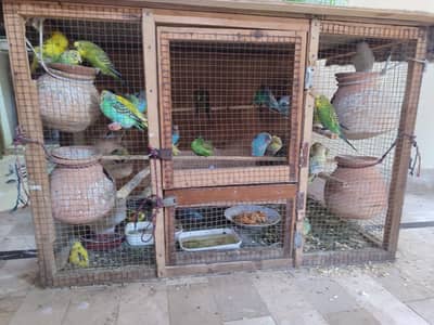 Australian birds
