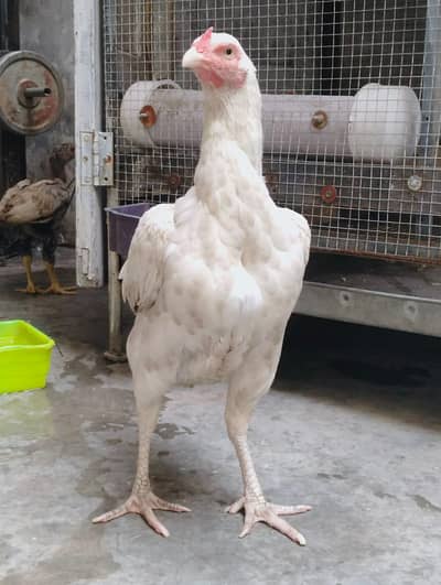 pepper white heera madi