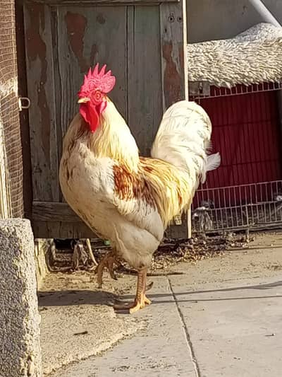 Desi or Misri 2Murghe Male
