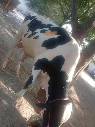 Australian Cow Bull