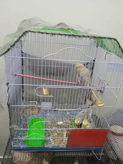 cocktiel looking For new shelter