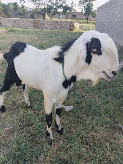 jis ko qurbani k Liye chahiye Le jae