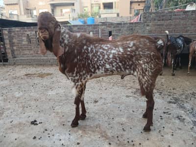 Pure Makki cheeana Qurbani  bkra / Goat / Bakra / Breeder Bakra / ںکرا