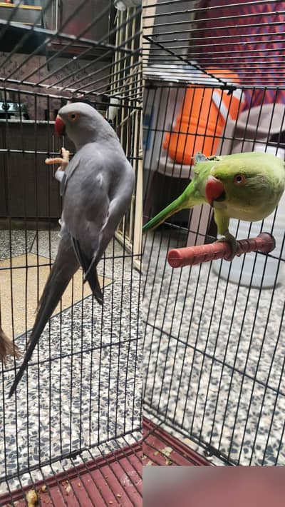 Grey And Green Katha parrrots