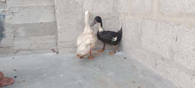 egg laying chicken ducks 6