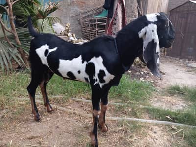 beetal Bakra for Qurbani
