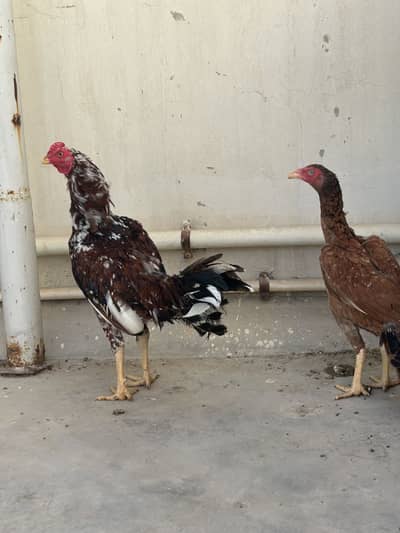 Aseel Mianwali pair for sale