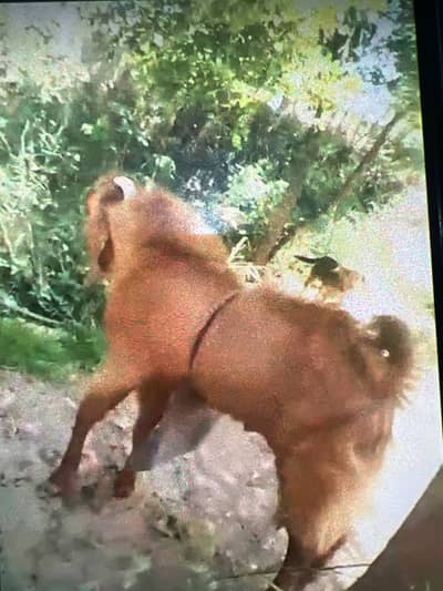 Bakra for sale