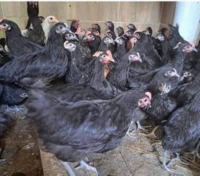 3 months Pure Astralorp F1 breed for sale