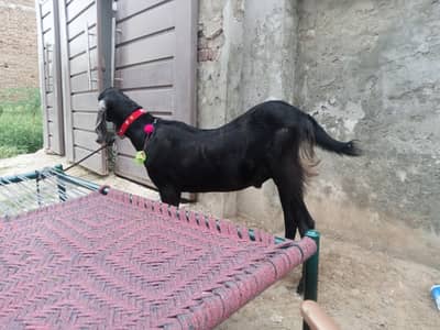 beautiful bakra