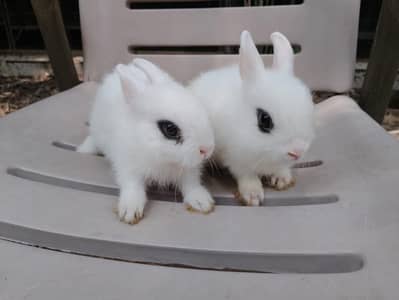 Hotot Dwarft Rabbits