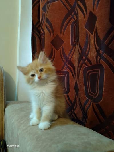 cute kitten pair for sell