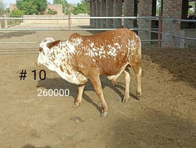 BULL COW WACHA bakra FOR QURBANI 03104594900 /03246604270
