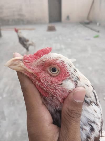 High quality Minawali Aseel Hen For Sale