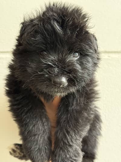 High quality Gsd puppies from extreme good bloodline