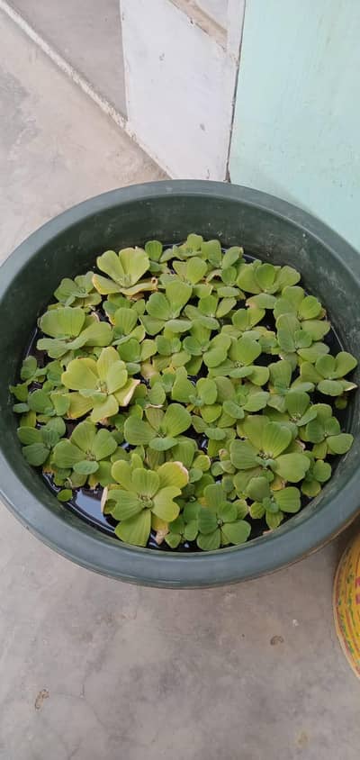Aquarium Plants 1 Pack Rs. 200 / 3 Plants pack Combo For Rs. 600 Only,