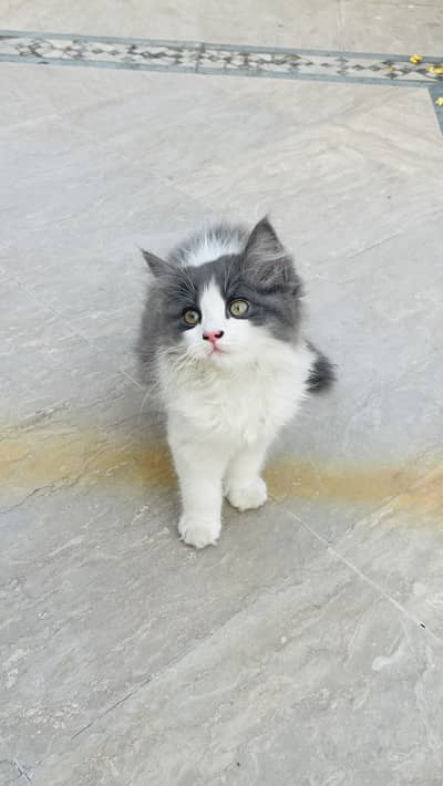 Beautiful unique kittens