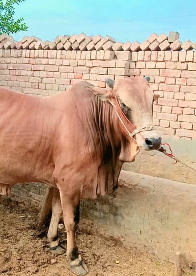 Eid Ul Adha Qurbani Ka Khubsurat Wacha For Sale