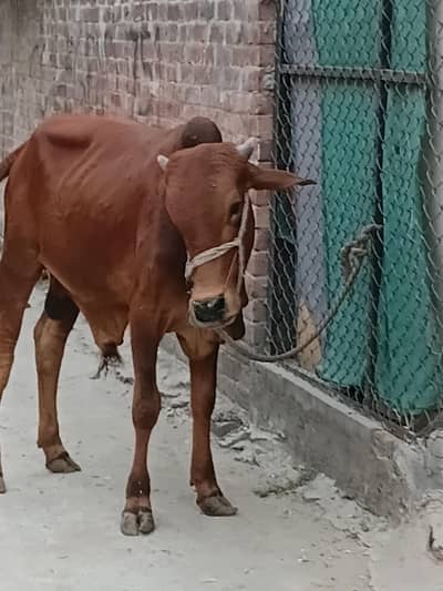 Donda wehra for qurbani wacha