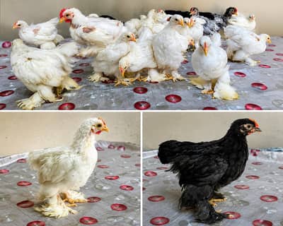 chick | bantam | bantam chicks | bantam hen | hen | Bantam Chickens