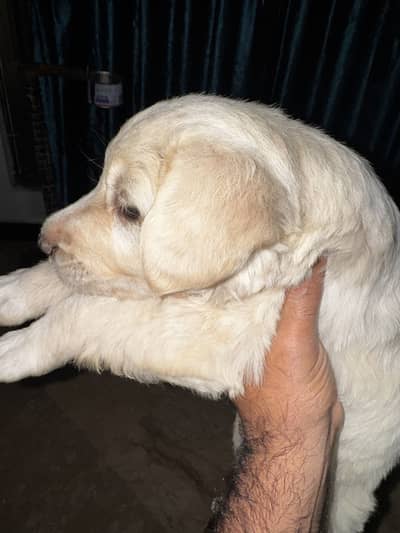 Labrador Puppy