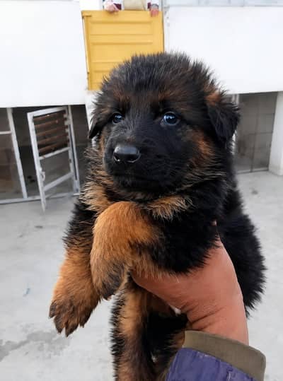 German shepherd puppy available