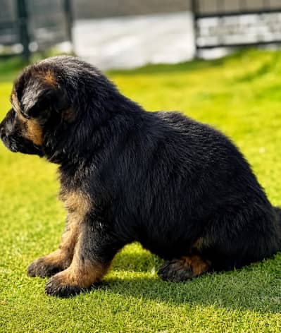 German shepherd puppy available