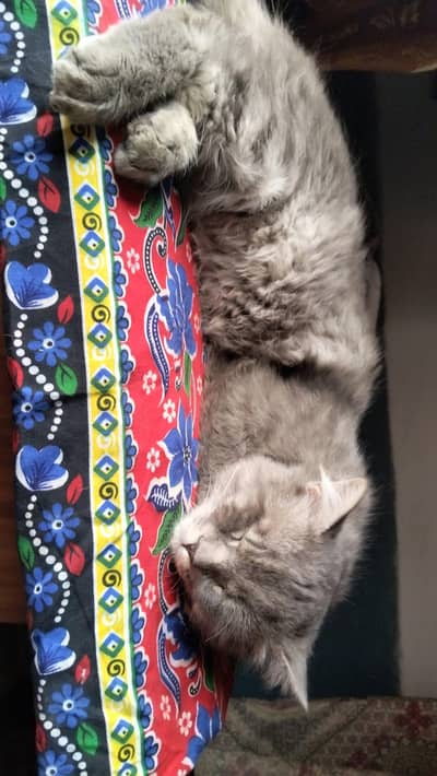 Lost Grey  male  Cat – Please Help