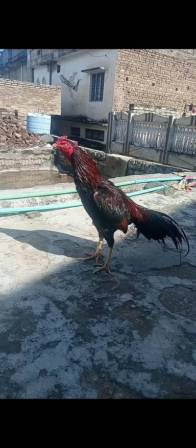 aseel Mianwali amroha