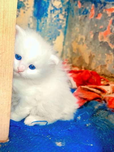 persian cat for sale MywatsapppNumber0348-55-58-176
