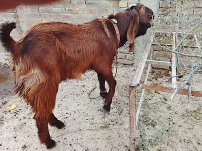 ​Khubsurat Shandaar Bakra for Sale - Qurbani ke liye Behtareen