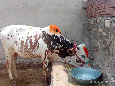 for sale donda hai qurbani k liy
