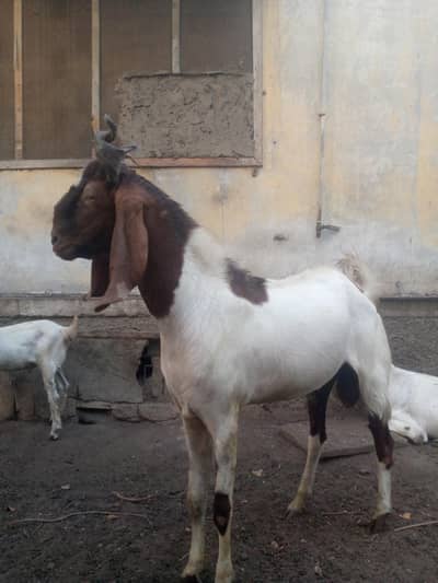 Bakra for sale best
